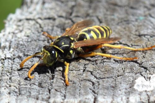 Polistes sp.